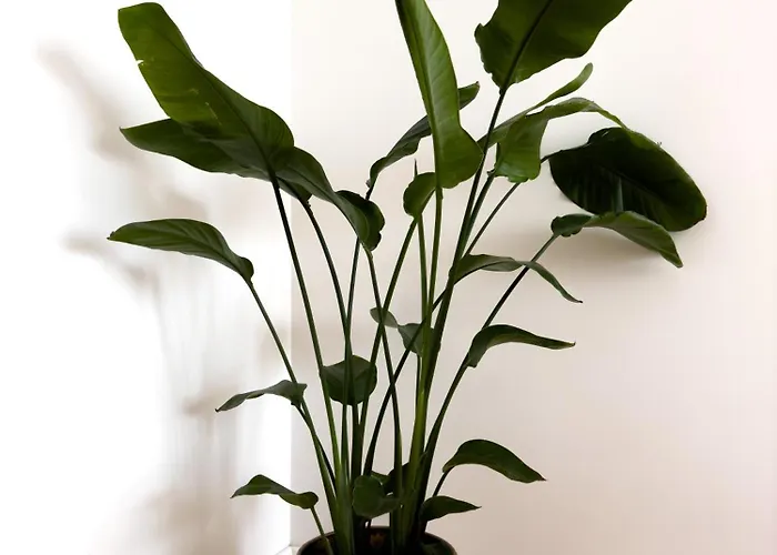 Vibrant Host Solutions-bonfim