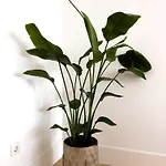 Vibrant Host -bonfim